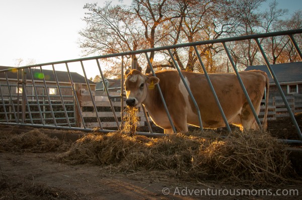 A pregnant cow at Appleton Farms, Ipswich, MA