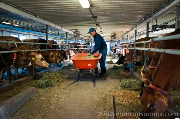 Appleton Farms, Ipswich, MA