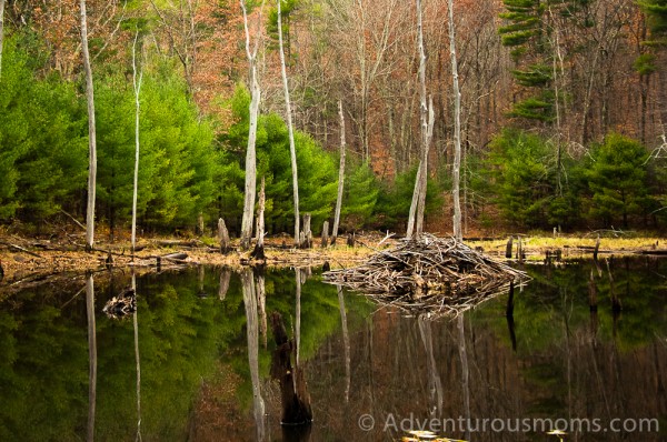 Pawtuckaway State Park, New Hampshire