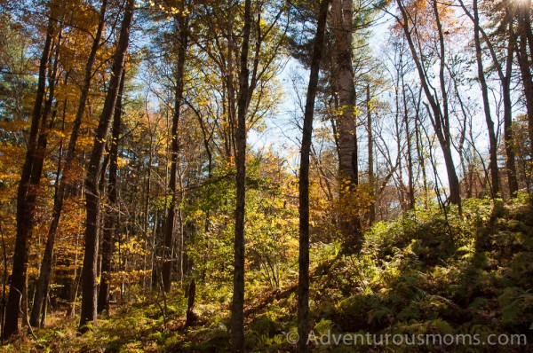 Woodchuck Hill, North Andover, MA