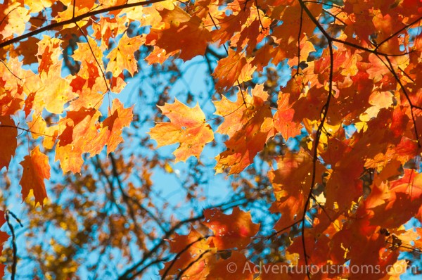 Fall Foliage in Woodchuck Hill, North Andover, MA