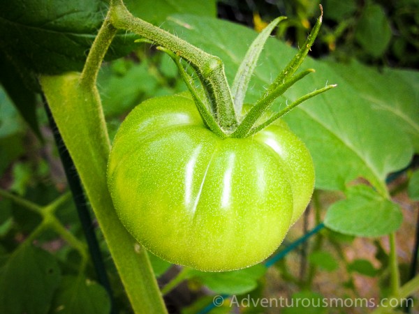 Gardening with Kids