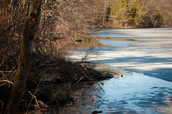 Hiking at Harold Parker State Forest in Andover, MA