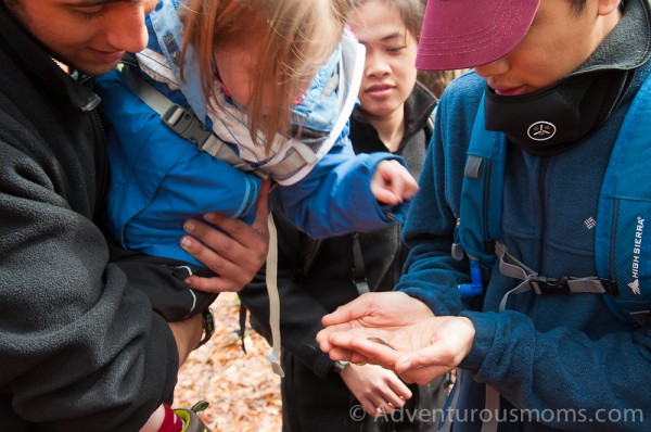 red backed salamander