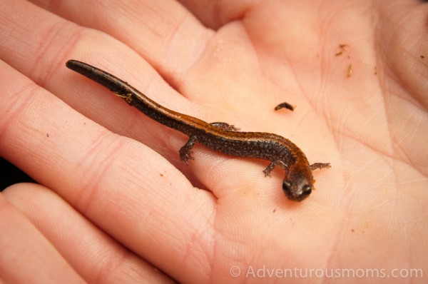 red backed salamander