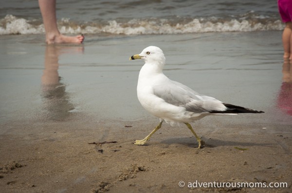 Summer fun at Crane Beach in Ipswich, MA