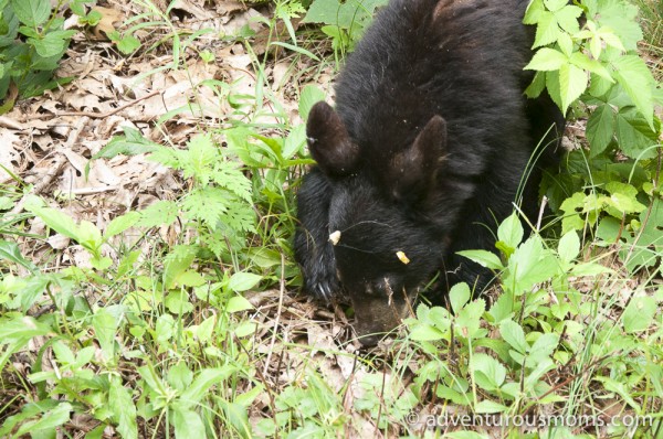 Shenandoah National Park Virginia