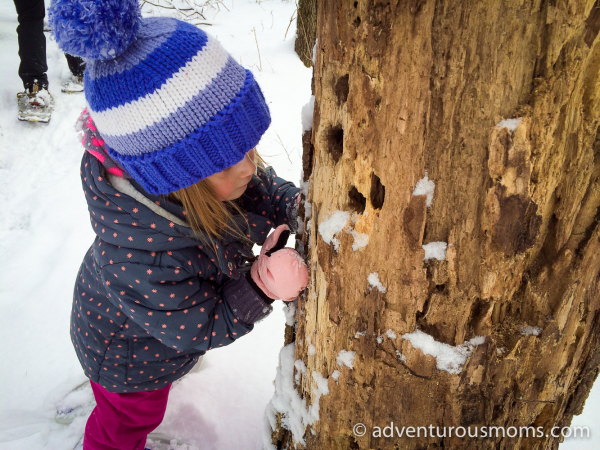 Green Friday Hike: Weir Hill Snowshoeing