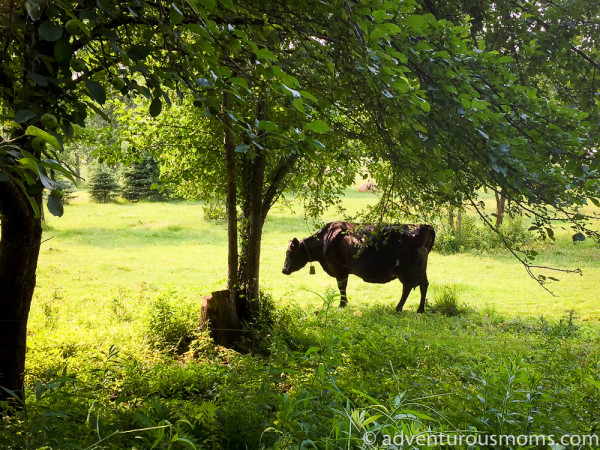 Delaware and Hudson North Rail Trail Vermont