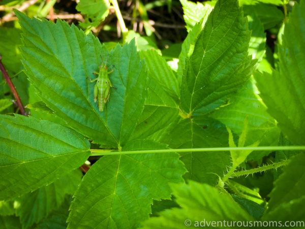 Finding Love in the Green Mountains