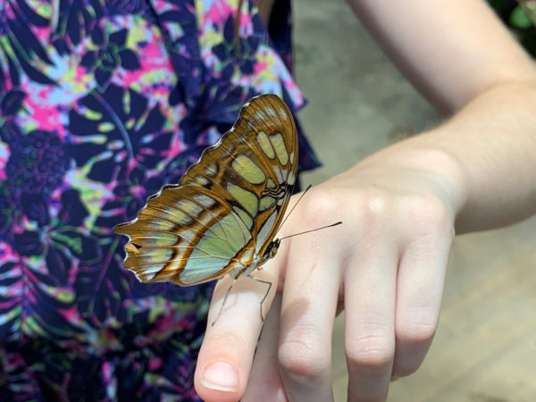 Tennessee Aquarium