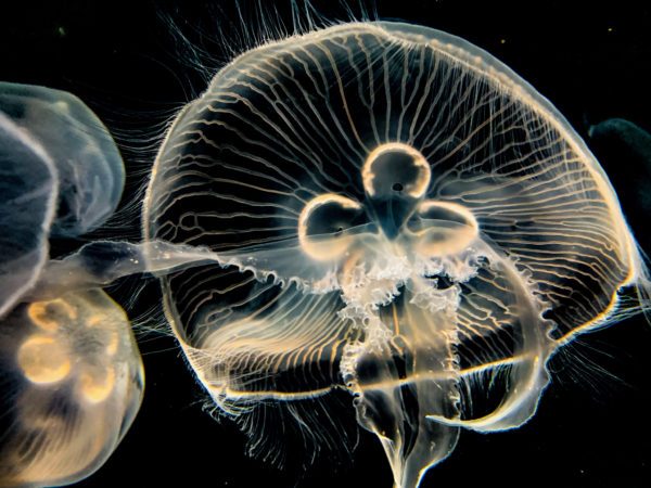 Tennessee Aquarium