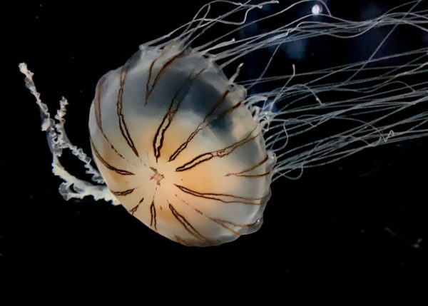 Tennessee Aquarium