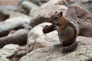 Frisky ground squirrel at Mesa Verde National Park