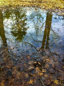 Harold Parker State Forest