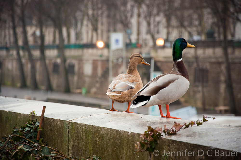 Ducks looking out over the river in Paris, France.