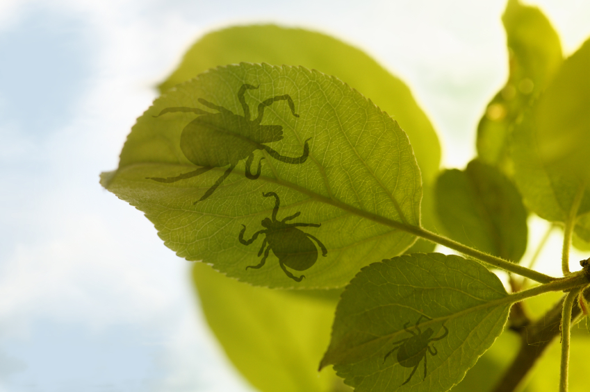 Ticks on a leaf.