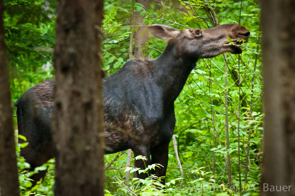 A moose on the loose at the Dolly Copp Campground in New Hampshire!