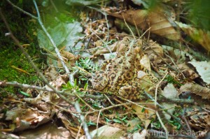 One of many toads we found along the hike!