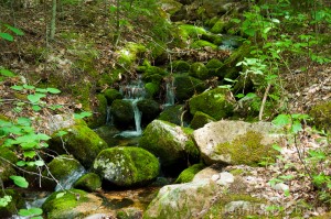 Water and moss along the Imp Trail.