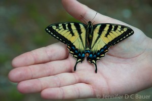 A butterfly Sara found on the walk back to the car.