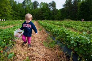 Addie carrying her strawberries at Hunter Farms in South Carolina.