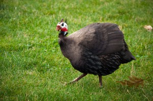 Chasing the guinea hens at Smolack Farms.