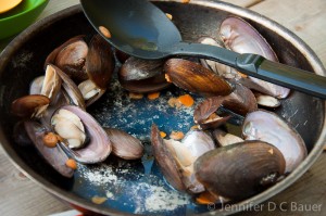 Freshwater mussels from Newfound Lake in NH.