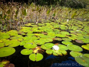 Lily pads on the Ipswich River.