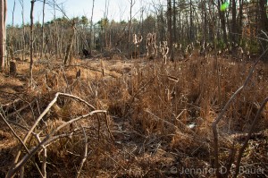 Wetlands of the Hammond Reservation in Andover, MA