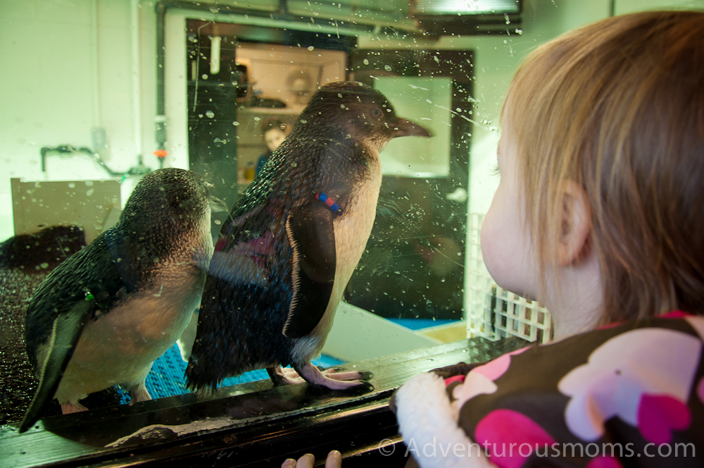 New England Aquarium, Boston, MA