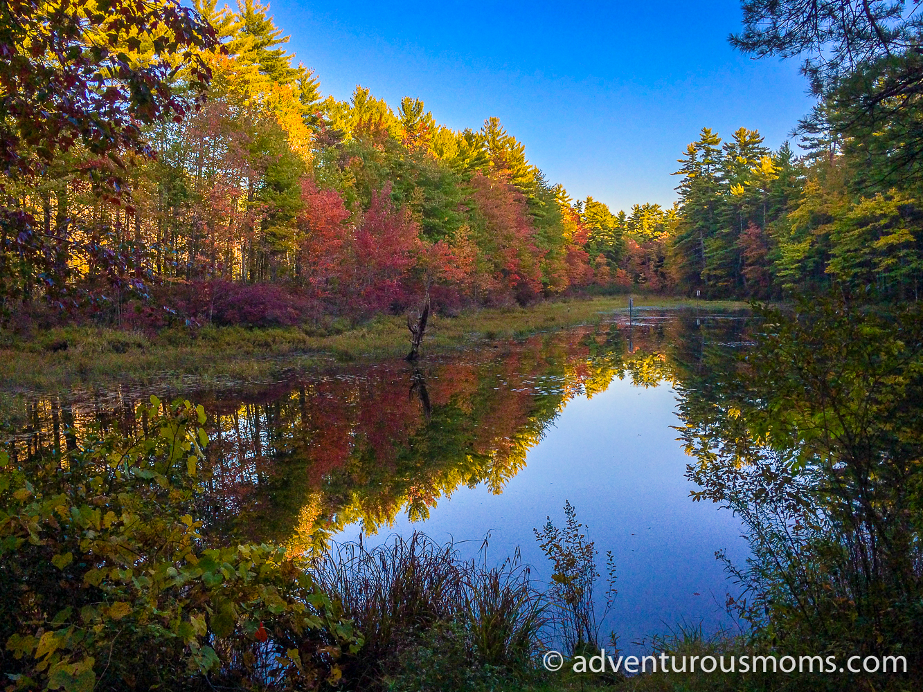 5 Tips for Photographing Fall Foliage